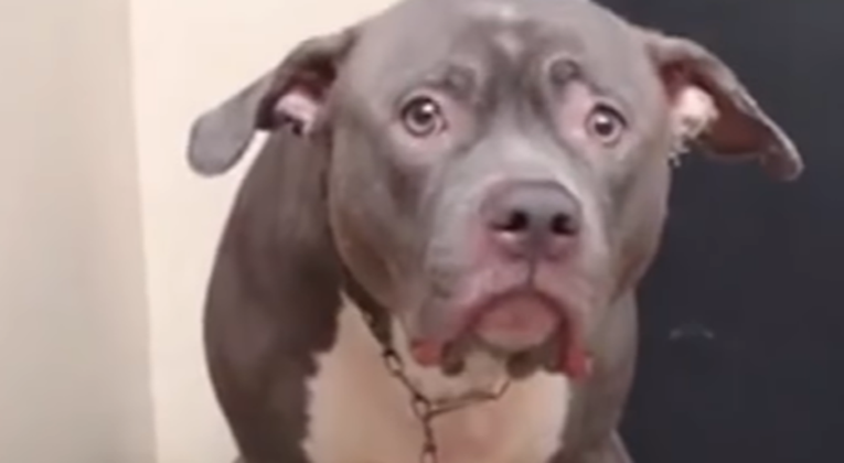 Ovako izgleda pas koji je shvatio da su ga vlasnici zauvijek napustili
