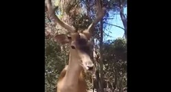 Turist iz BiH na Korčuli snimio neočekivani susret, jelen mu pojeo napolitanke iz ruke
