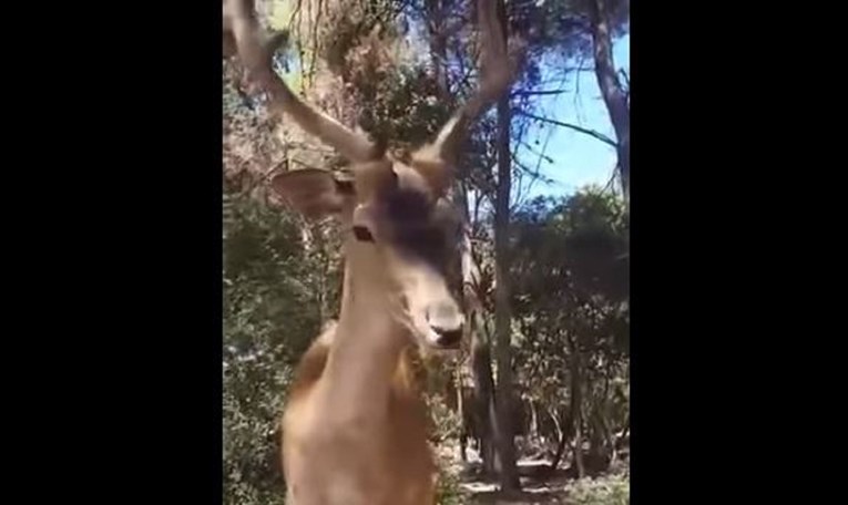 Turist iz BiH na Korčuli snimio neočekivani susret, jelen mu pojeo napolitanke iz ruke