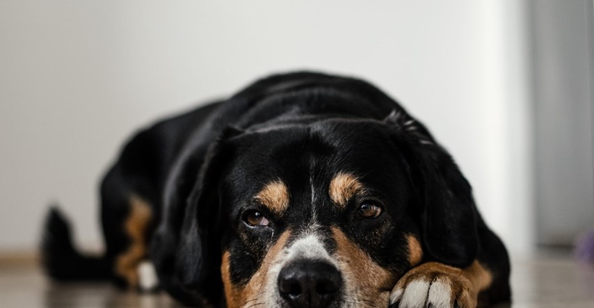 Znakovi depresije kod pasa, saznajte je li vaš pas tužan