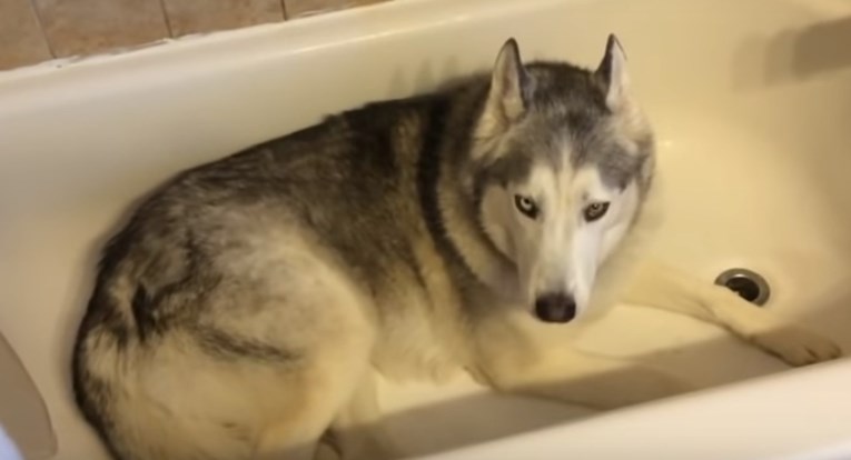 VIDEO Tvrdoglavi pas se posvađao s vlasnicom jer ga nije htjela pustiti da se izležava u kadi