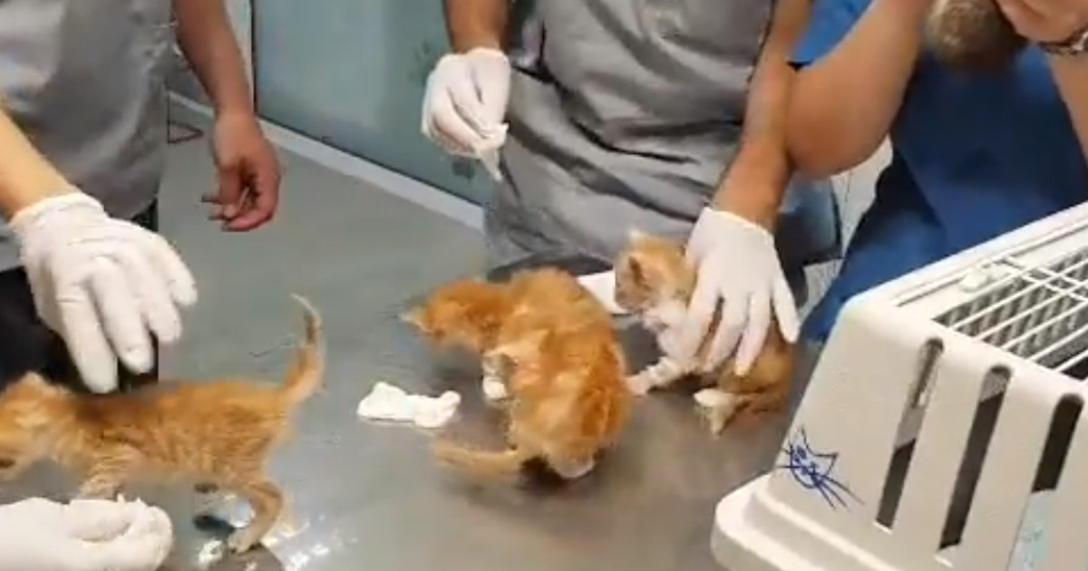 UZNEMIRUJUĆI PRIZORI Pet odbačenih, teško bolesnih mačića bori se za život, a njihovi spasitelji mole vas za pomoć