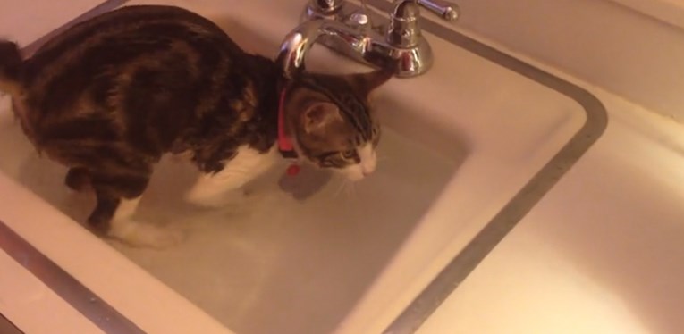 Ova maca obožava vodu i to je čini potpuno drugačijom od drugih