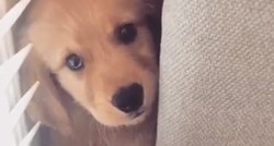 VIDEO Preplašeni labrador skriva se od strašnog usisivača iza kauča