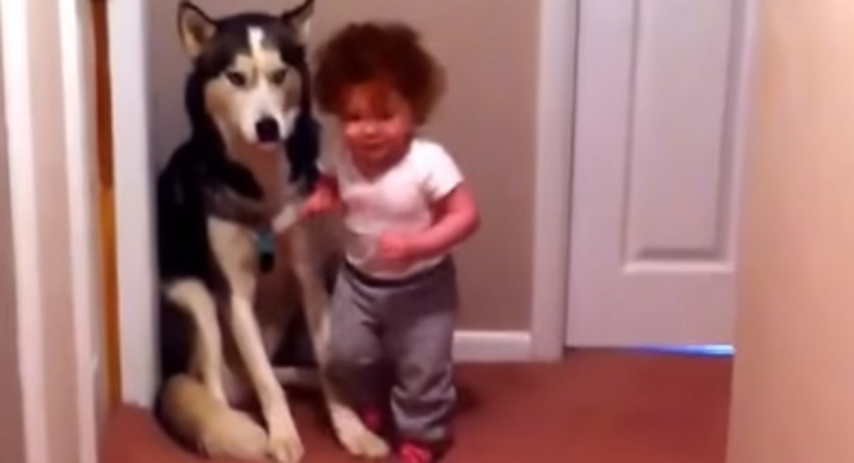 VIDEO Curica se uplašila usisivača i otrčala u zagrljaj svom psu