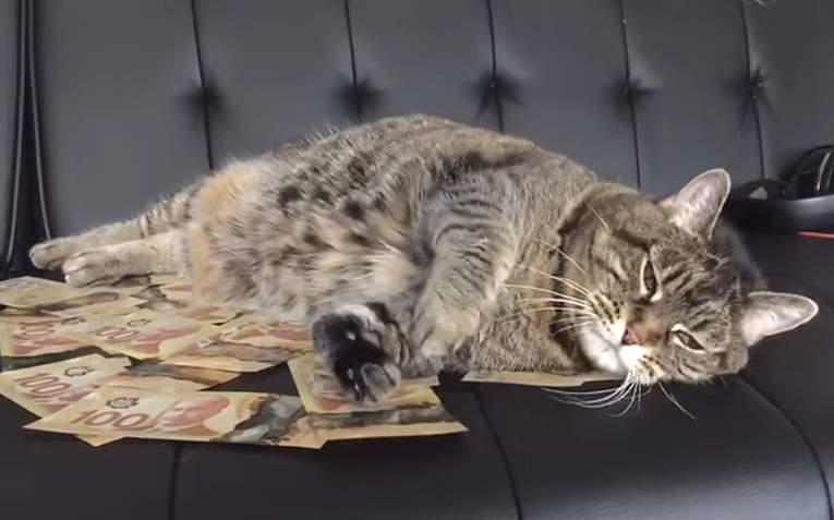 Đurđevčanka nakon smrti ostavila više od 3 milijuna kuna - svojim mačkama