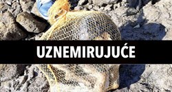 UZNEMIRUJUĆE Bacili psića u more u Poreču, u Slavoniji ubili psa u šumi