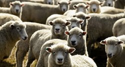 Deseci ljudi u BiH zaraženi vrlo opasnom bolešću koju šire ovce i goveda