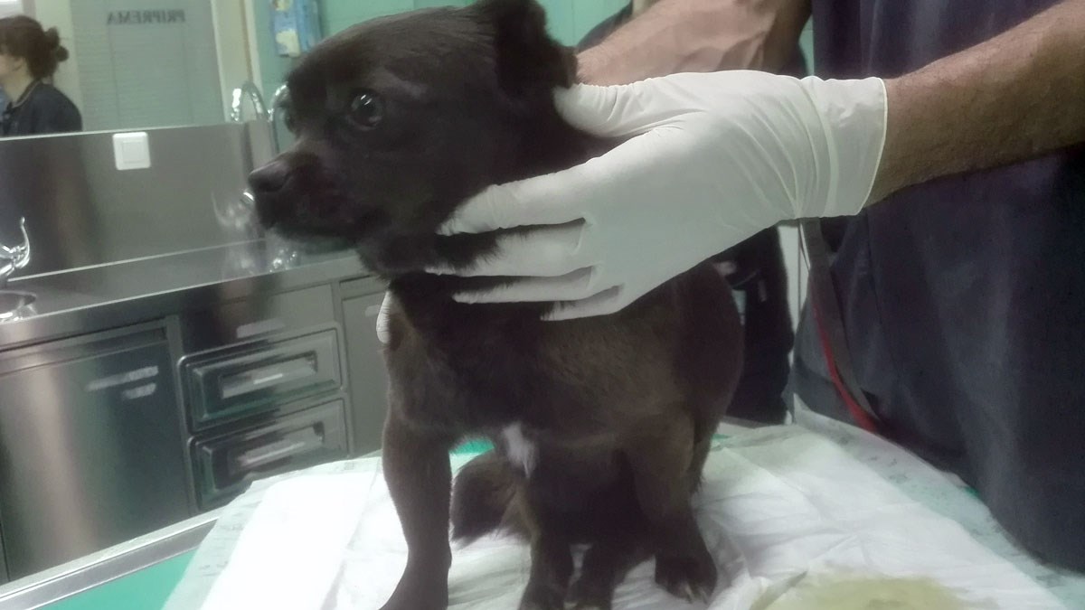 Mrva Crna ima povrijeđenu kralježnicu i trpi jake bolove. Pomozimo joj