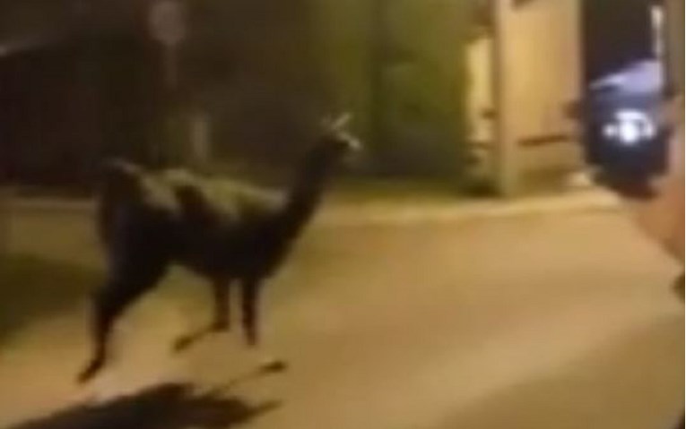 Stanovnike zagrebačkog kvarta iznenadila neobična životinja na ulici