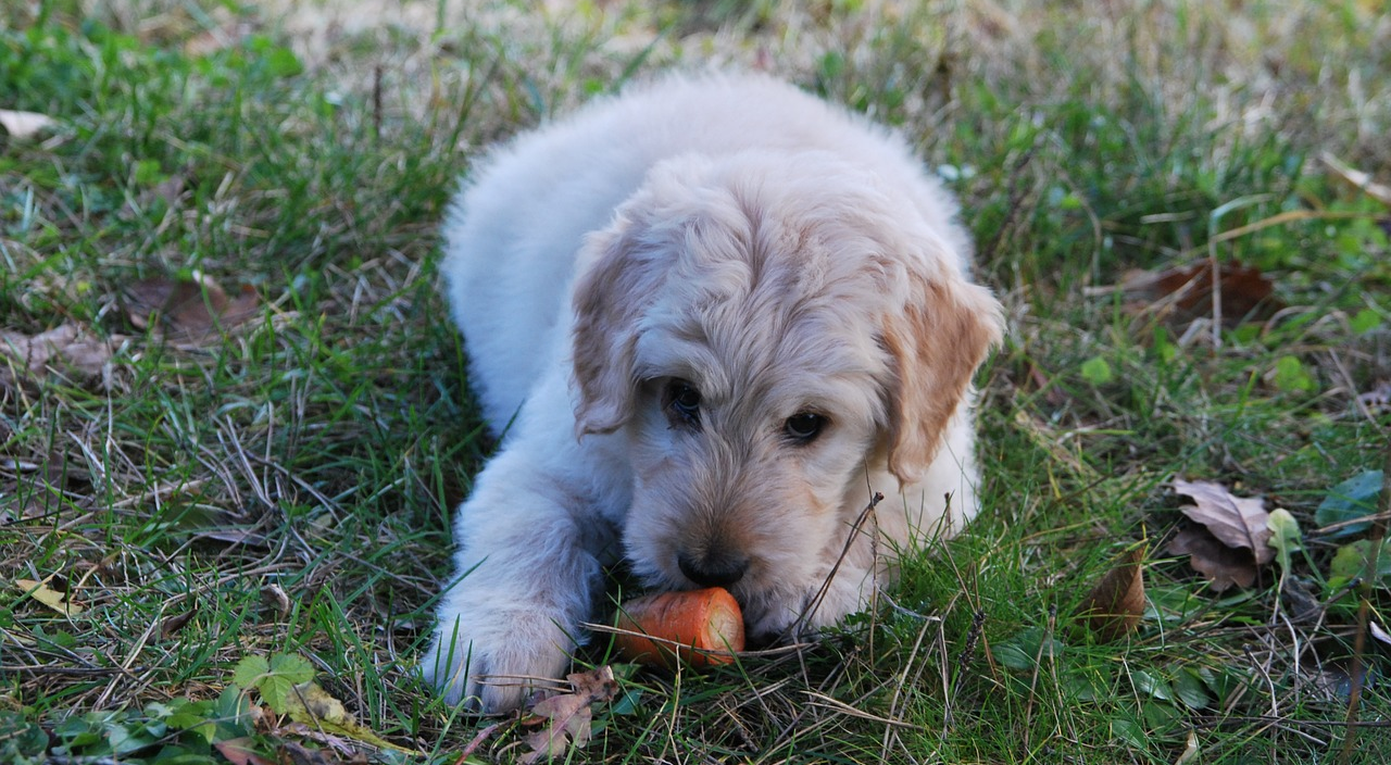 Mogu li psi biti vegani ili vegetarijanci? Evo što stručnjaci kažu na to!