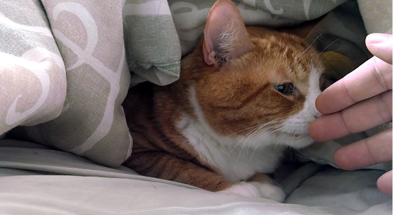 VIDEO Ovaj se mačak jako ljuti na svog vlasnika zbog odlaska veterinaru