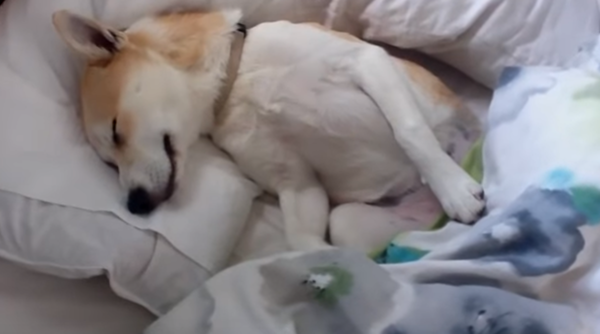 Smiješna kujica glumila da je mrtva kako bi izbjegla odlazak veterinaru