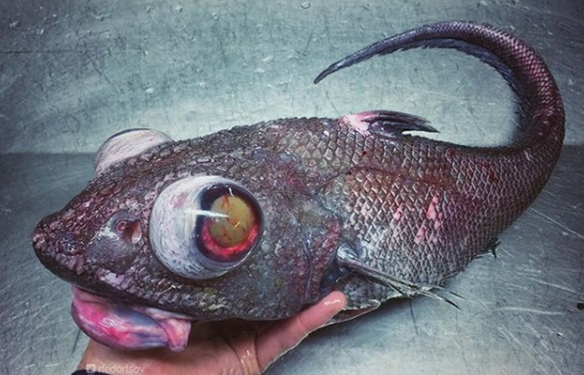 Misteriozna bića iz morskih dubina koja fotka ruski ribar teško ćete zaboraviti