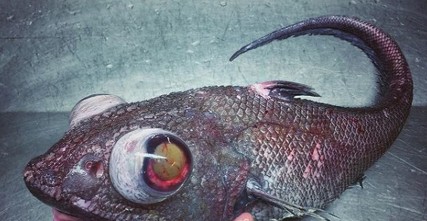 Misteriozna bića iz morskih dubina koja fotka ruski ribar teško ćete zaboraviti