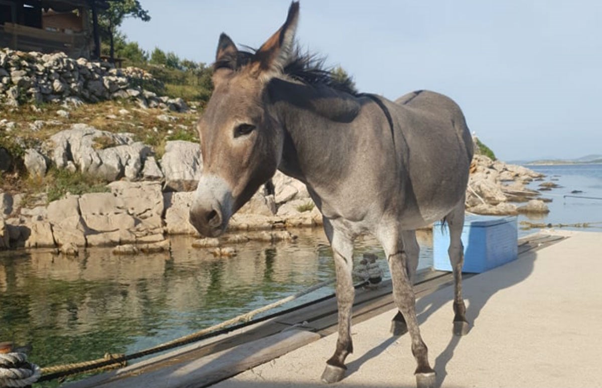 Spašena magarica koju je netko ostavio na otočiću Ravan. Policija sve istražuje