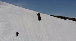Zabrinjavajuća istina oko viralne snimke medvjedića koji se uspinje na planinu