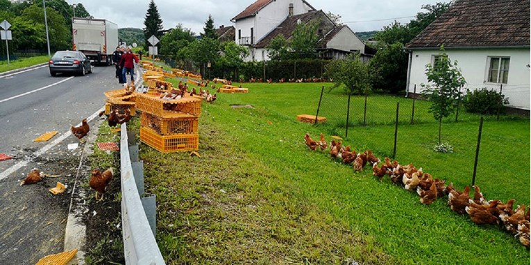Iz kamiona u Virovitici po cesti ispadale žive kokoši