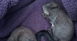 Ozlijeđene bebe vjeverice iz Zagreba sjajno se oporavljaju