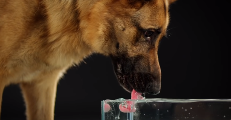 Kako psi piju vodu: Tehnika koja će vas začuditi i iznenaditi