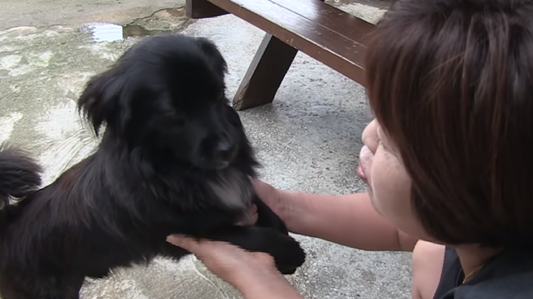 Otkrila je tajnu svog psa, nije imala pojma što radi kad je nema doma