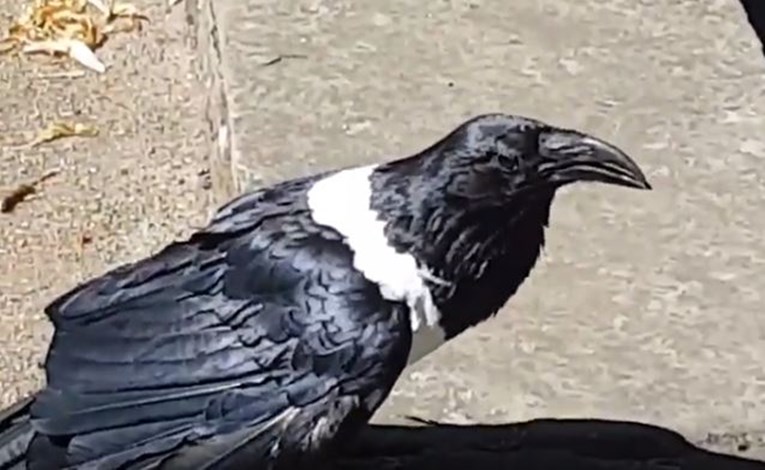 Vrana koja priča postala hit na internetu zbog svog naglaska