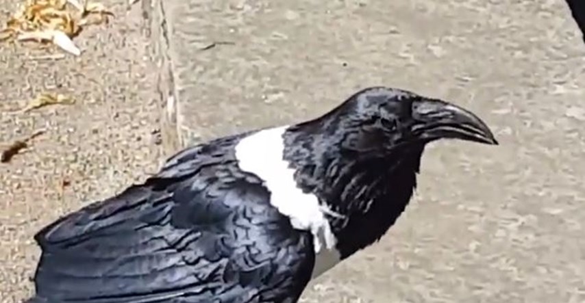 Vrana koja priča postala hit na internetu zbog svog naglaska