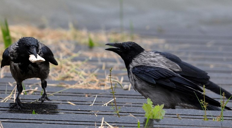 Francuzi naučili vrane da skupljaju smeće u parku
