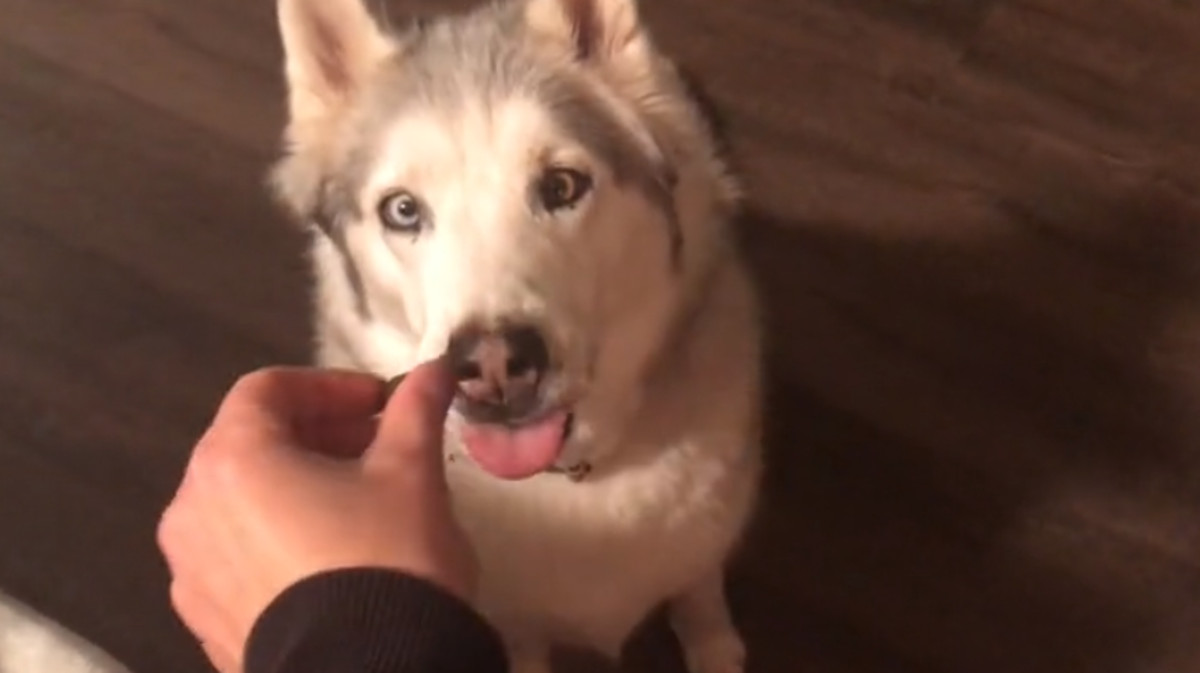 VIDEO Nikada nećete pogoditi gdje je ovaj pas odveo vlasnicu