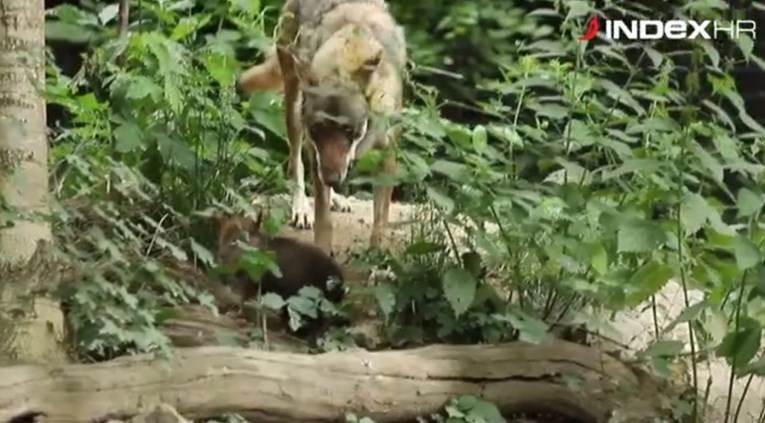 Pogledajte prvu snimku malih zagrebačkih vukova