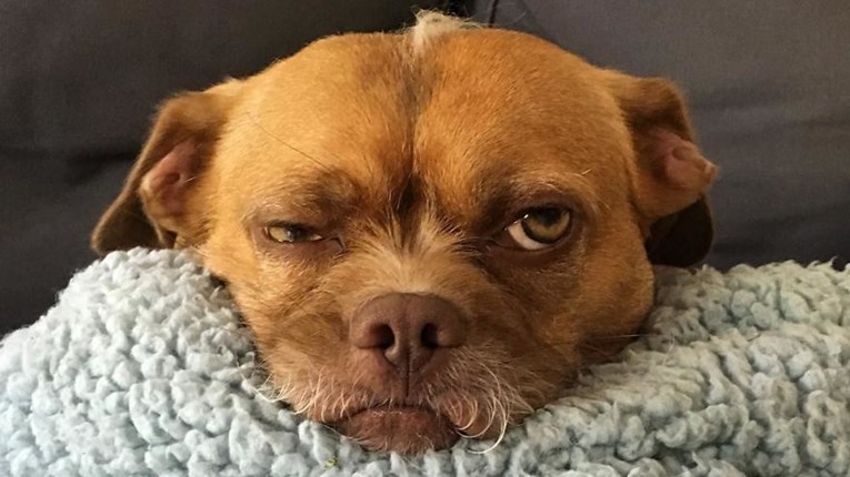 FOTO Ovaj je pas postao slavan zbog svojih nevjerojatnih ekspresija lica