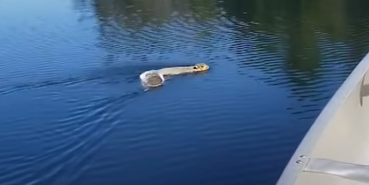 Vjeverica prihvatila čovjekovu pomoć, odustala od plivanja i uskočila u čamac