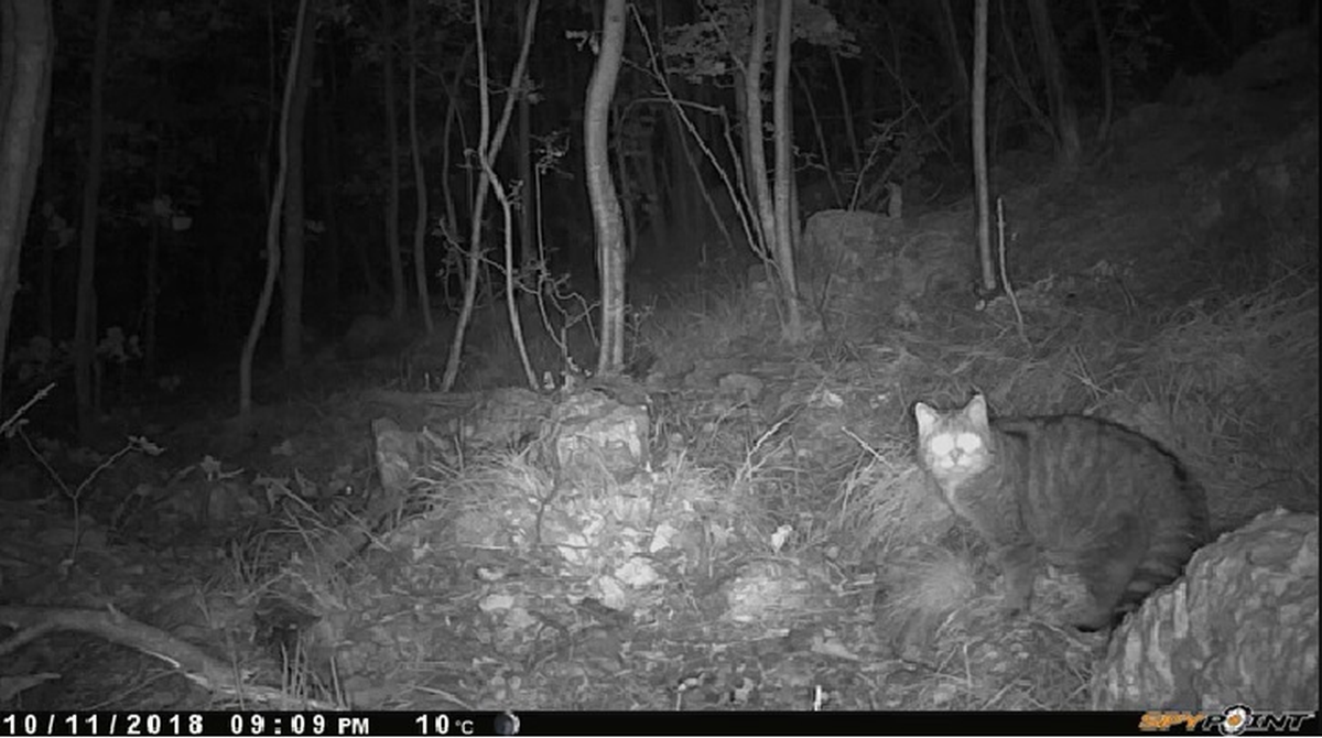 Fantastičan prizor: U NP Paklenici snimljena rijetka, strogo zaštićena životinja