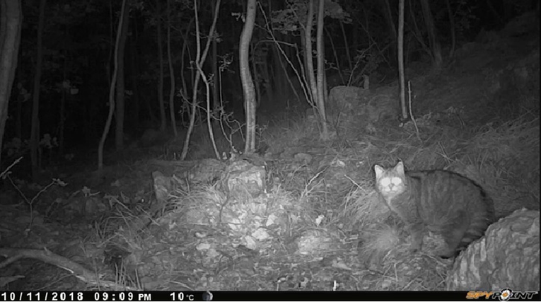 Fantastičan prizor: U NP Paklenici snimljena rijetka, strogo zaštićena životinja