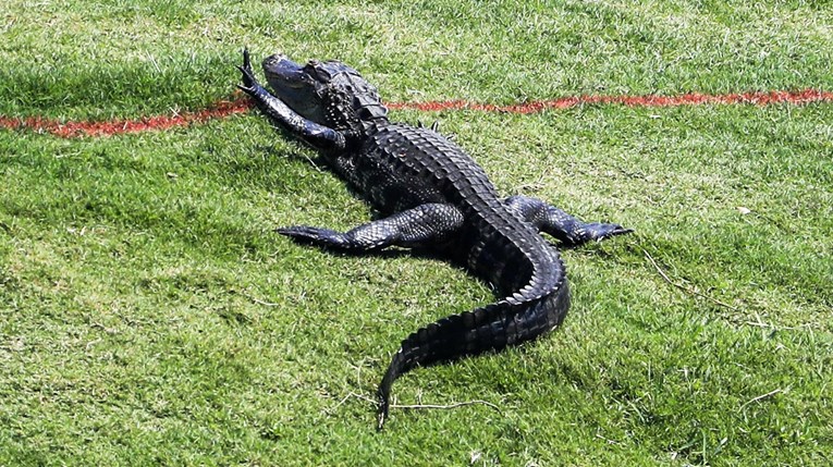 Aligator usmrtio ženu dok je šetala psa u Južnoj Karolini
