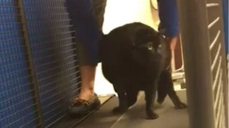 Vlasnik pokušao natjerati debelu macu da trči, ona ga maestralno zeznula