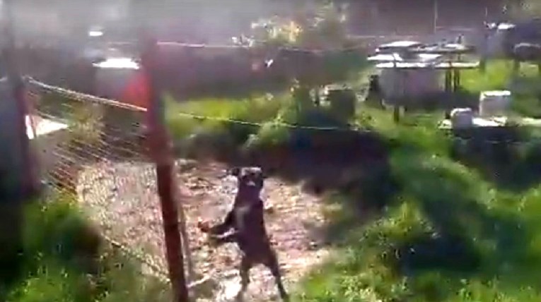 Zadrani objavili snimke, tvrde da je u gradskoj šumi uzgajalište pasa za borbe