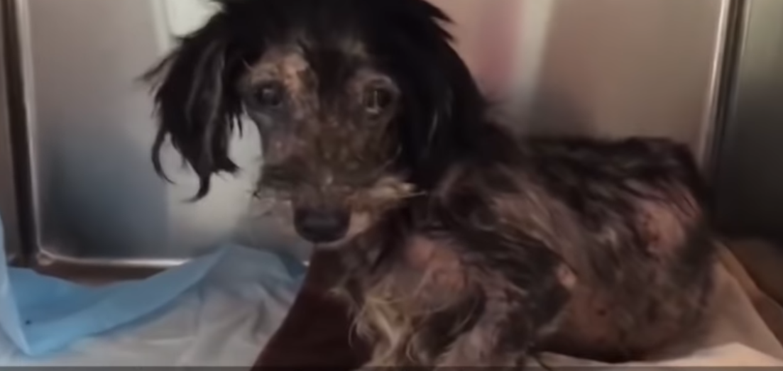 Pas bio u očajnom stanju, a dobri su ga ljudi doveli do predivne transformacije