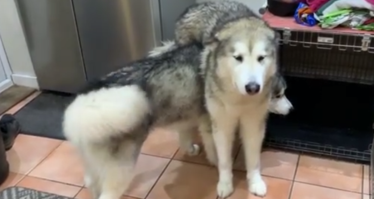 Super zbunjeni haskiji uhvaćeni u najčudnijoj pozi nasmijali vlasnike