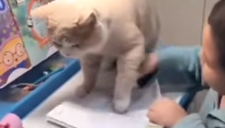 VIDEO Zločesta maca ometa dječaka u pisanju zadaće na urnebesan način
