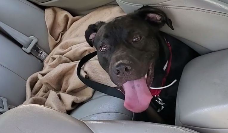 Ugledao psa zatvorenog u vrelom autu i učinio što je morao da ga spasi