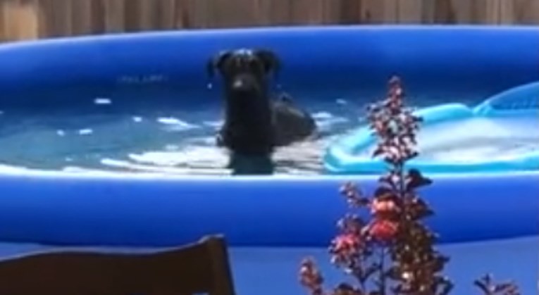 UHVAĆEN NA DJELU: Pas se okupao u bazenu svojih vlasnika pa se posramio