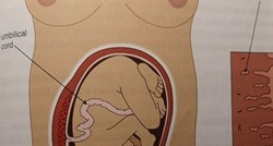 Roditelje razbjesnio prikaz trudnice u udžbeniku biologije: "Kao iz pornića"