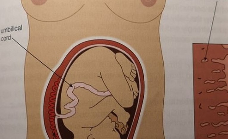 Roditelje razbjesnio prikaz trudnice u udžbeniku biologije: "Kao iz pornića"