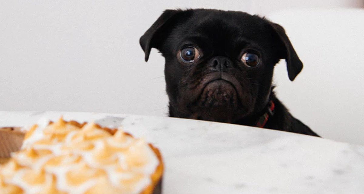 Vaš pas ne prestaje žicati? Ove namirnice mu nikako ne smijete dati!