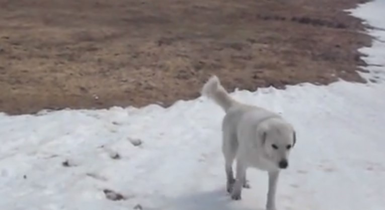 VIDEO Ovaj pas uživa u snijegu više od ljudi, pogledajte što je učinio