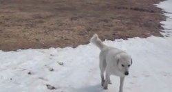 VIDEO Ovaj pas uživa u snijegu više od ljudi, pogledajte što je učinio