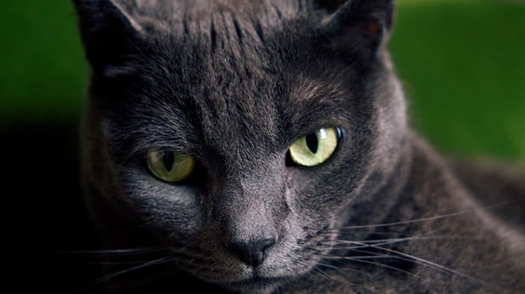 Saznajte zašto mačke imaju uspravne zjenice