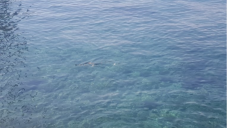 Čitatelj nam je poslao snimku zmije u moru kod Rijeke