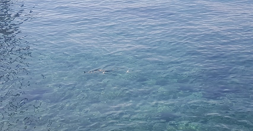 Čitatelj nam je poslao snimku zmije u moru kod Rijeke
